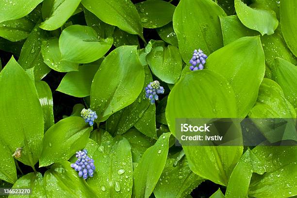 Foto de Primavera Nos Eua e mais fotos de stock de Ampliação - Ampliação, Azul, Brilhante - Luminosidade