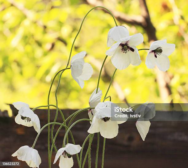 White Poppies Stockfoto und mehr Bilder von Agrarbetrieb - Agrarbetrieb, Aufnahme von unten, Bildhintergrund