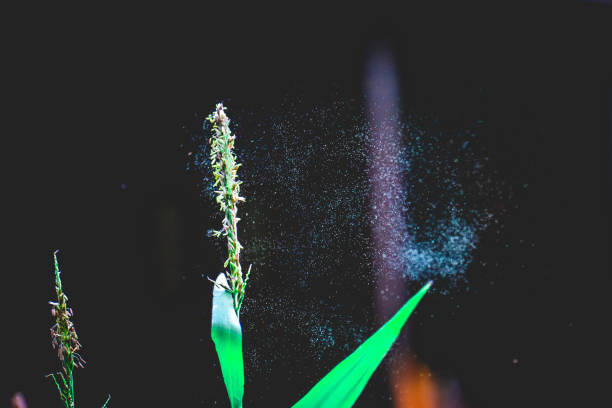 Poaceae in bloom in Barcelona during october