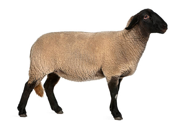 istock Female Suffolk sheep, Ovis aries, 2 years old, standing 136523311