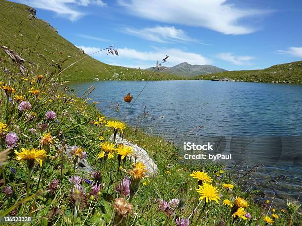 Fiori Di Prato In Montagna Lago - Fotografie stock e altre immagini di Bergsee - Mecklenburg-Vorpommern - Bergsee - Mecklenburg-Vorpommern, Farfalla, Acqua