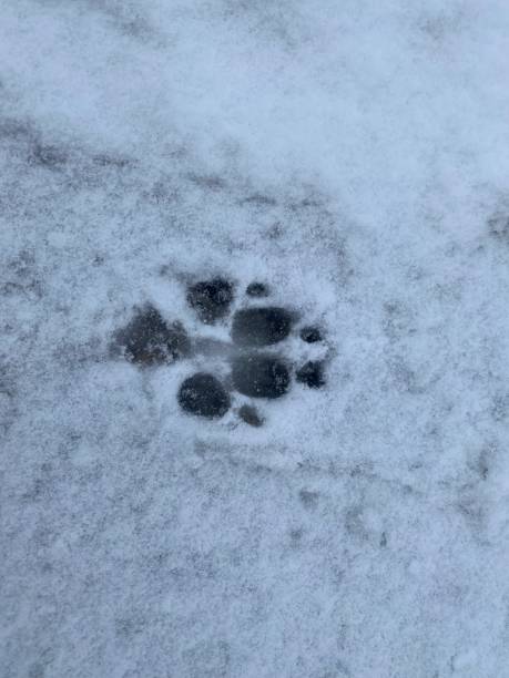 istock Dog footprints in the snow 1365233284