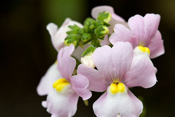 nemesia fruticans - nemesia fruticans - fotografias e filmes do acervo