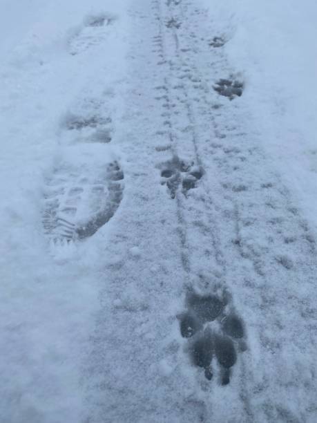 istock Dog footprints in the snow 1365233390
