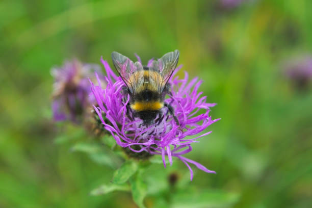 istock Bumblebee collects nectar on a wild aster flower. Bumblebee collects nectar from a flower. 1365234630