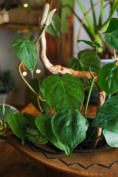 istock Golden pothos houseplant 1365234760