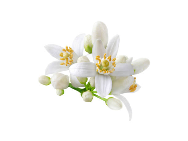 istock Orange tree white flowers and buds bunch isolated on white 1365234812