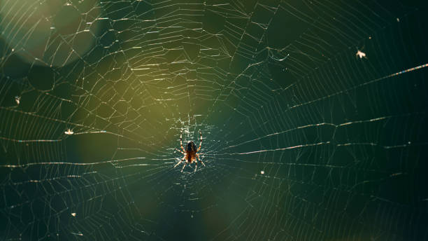 istock Forest insect hanging cobweb in sunlight wild woods countryside. Forest life. 1365234814