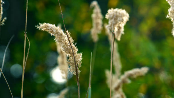 istock Grass spikelet growth in field. Charming beauty of forest defocused grass. 1365235172