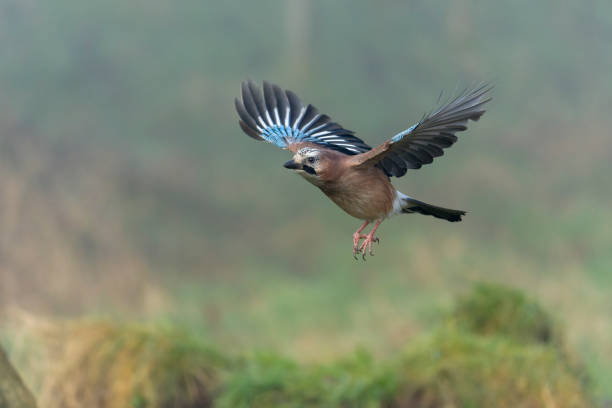 istock Eurasian jay, Garrulus glandarius 1365235195