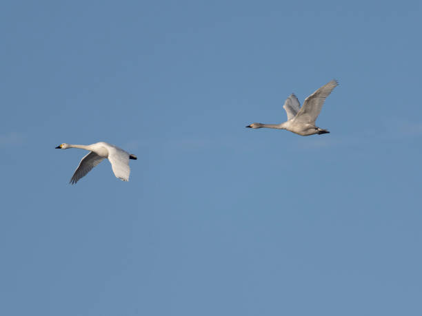 istock Whooper swan, Cygnus cygnus 1365235210