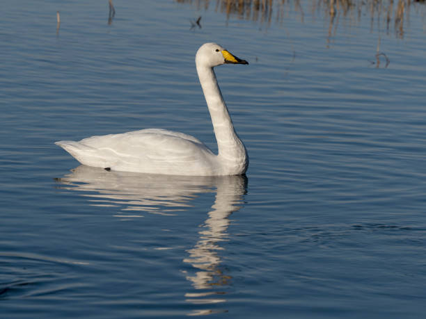 whooper swan, cygnus cygnus - whooper swan imagens e fotografias de stock