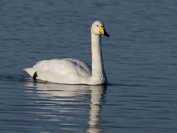 istock Whooper swan, Cygnus cygnus 1365235315