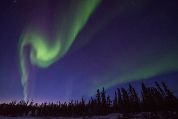 istock Aurora Borealis over trees just after sunset in Canada 1365235791
