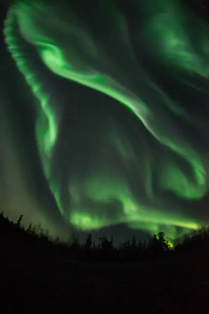 Folding green band of Northern lights over tree lines with black space in the foreground, Northwest Territories, Canada, using a wide angle lens