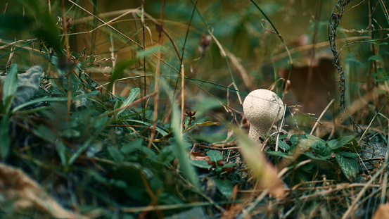Dangerous mushroom in forest in closeup autumn wood grass. Macro view of poisonous white little herb in countryside leaves. Closeup woodland calmness. Fall mood concept. Season meditation at field.