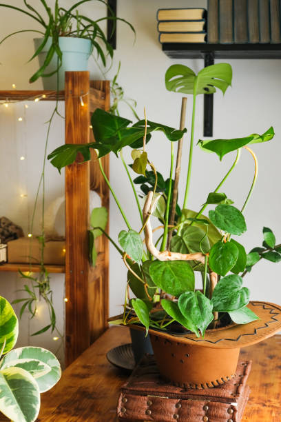 istock Houseplants in modern living room 1365235968