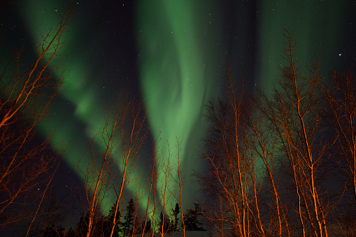 Green Northern Lights with trees light painted in red, Northwest Territories, Canada