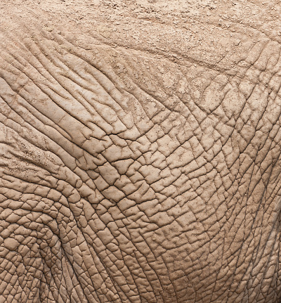 African elephant closeup as the local skin,The folds of skin covered with mud.