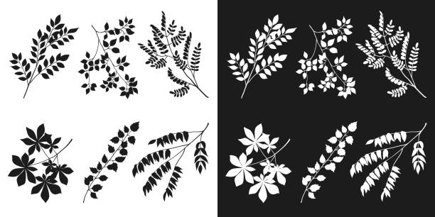 illustrations, cliparts, dessins animés et icônes de ensemble de silhouettes noires et blanches de branches d’arbres - chestnut tree leaf tree white background