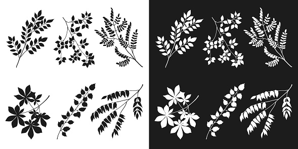 Tree branch collection, floral isolated black and white silhouettes. Hand drawn sketch. Vector elements for organic products package design, illustration of nature details, floral pattern and print