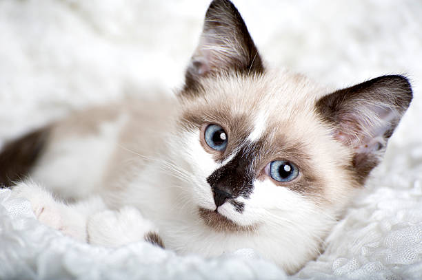 istock Snowshoe kitten lays in white fluffy blanket 136523879