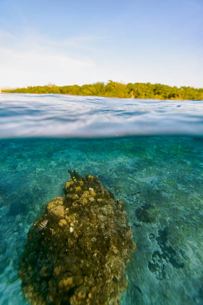 istock Underwater split shot of caribbean blue ocean 1365239065