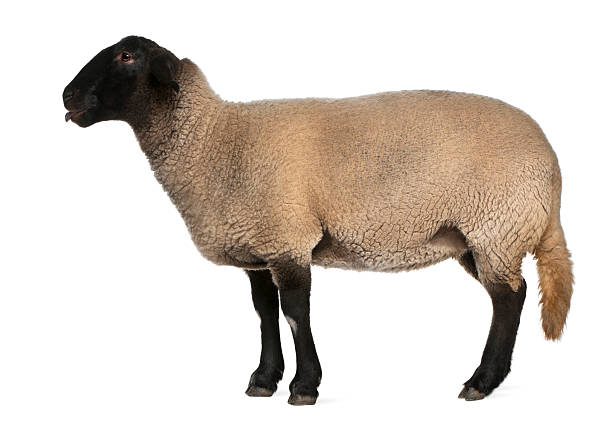 istock Female Suffolk sheep, Ovis aries, 2 years old, standing 136524006