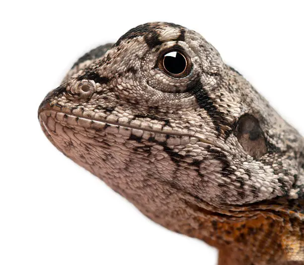 Close-up of Frill-necked lizard also known as the frilled lizard, Chlamydosaurus kingii, in front of white background