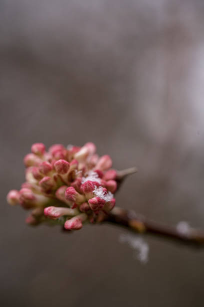 Flower bud of a snowball flower