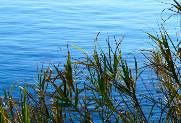 istock Dry wild grass sedge in front of the blue sea surface 1365244108