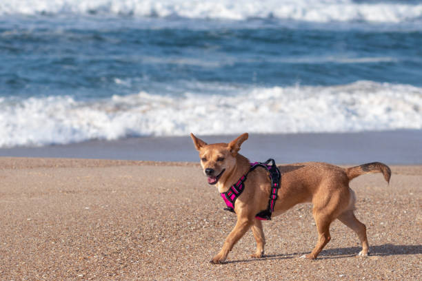 A happy mixed-breed female dog in a pink harness walking along the beach on the sand with the ocean waves blurred in the background. Smiley dog with big perky ears walking happily at the beach