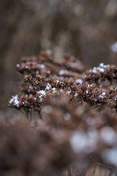 Faded flower with snowflakes