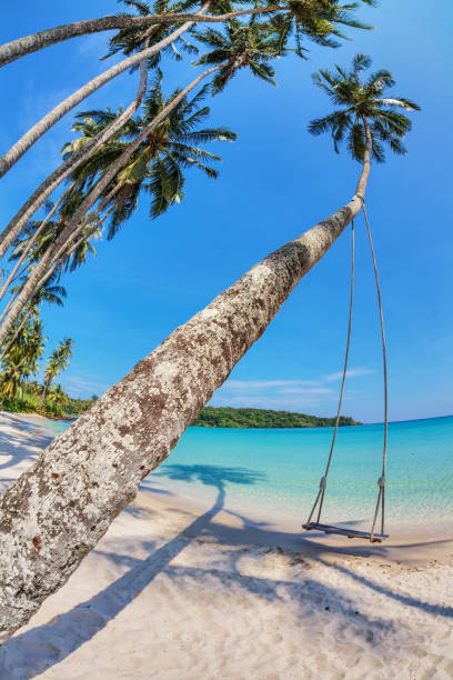 istock Wooden swing hanging from a palm tree on the beach 1365245054