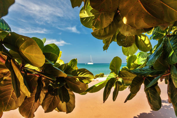 istock White sand beach at Koh Chang island 1365245062