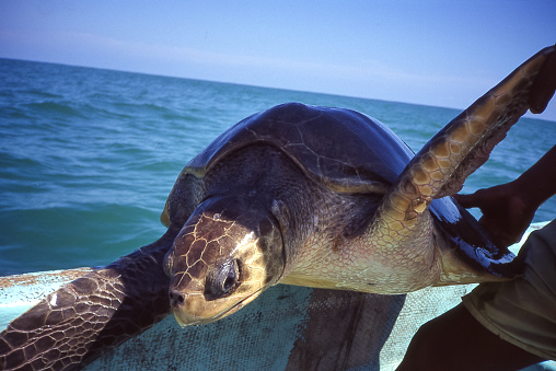 An endangered Pacific ridley sea turtle was captured for tagging in the waters of the Pacific Ocean, at Centro Mexicano de la Tortuga