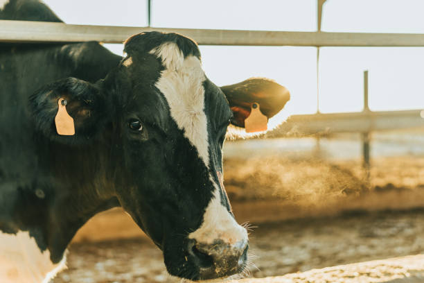 istock backlighting of a cow with eartag on a dairy farm 1365247312