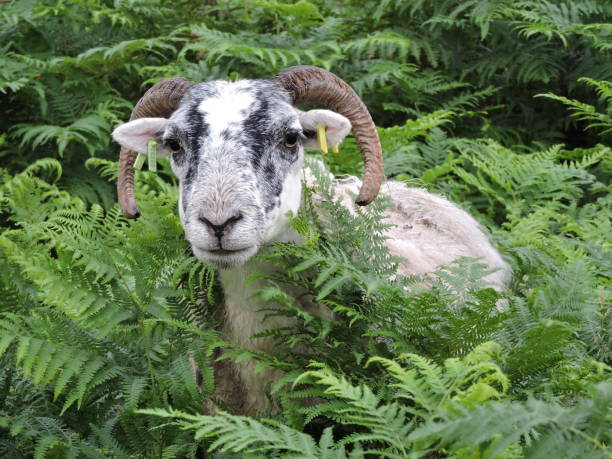 istock Ram hidden in the ferns 1365247593