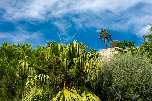 Nature in Monaco against the blue sky. France.