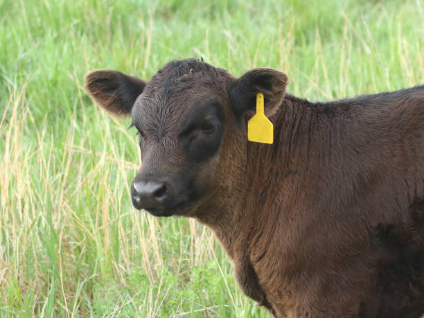 istock Closeup of a dark brown calf 1365248314