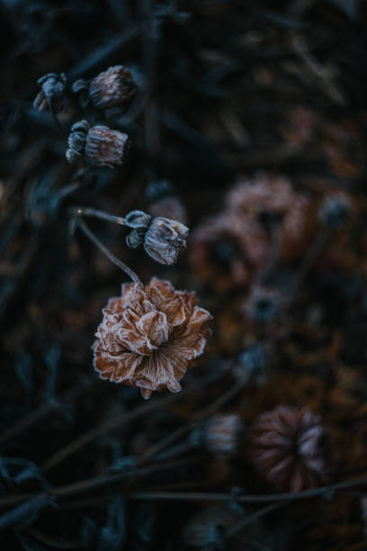 istock Frost Covered Dahlia Flowers in the garden 1365248524