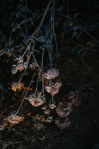 Frost Covered Dahlia Flowers in the garden in United States, Virginia, Front Royal