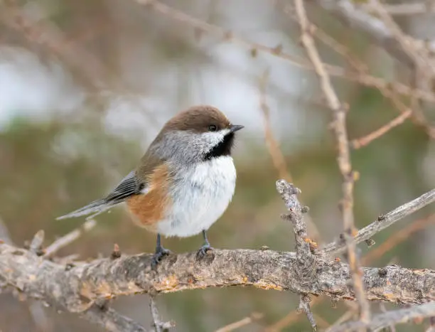 Photo of Boreal Chickadee at Sax Zim Bog