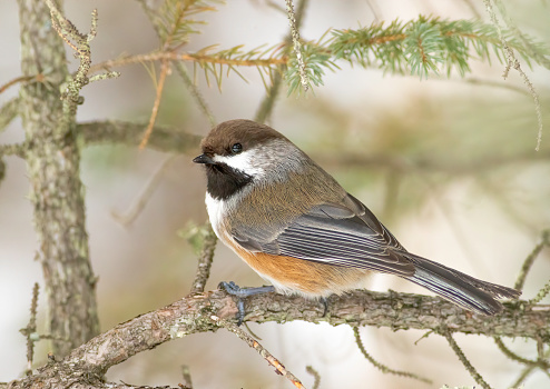 Boreal Chickadee hanging around feeders at Sax Zim Bog visitors center in Minnesota