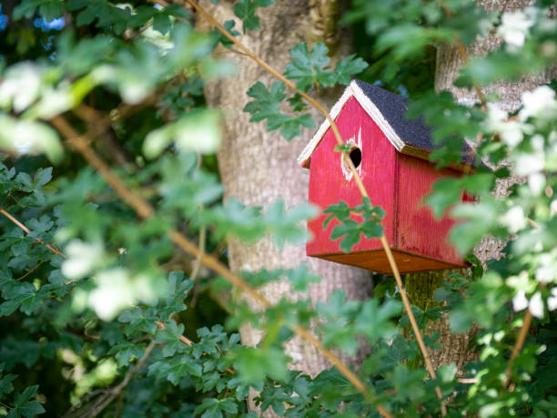istock Red bird house hanging in a hedge maple tree. 1365248724
