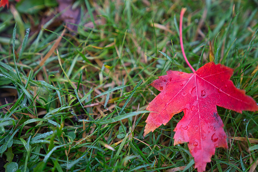 Red fallen leaves getting wet in the rain
