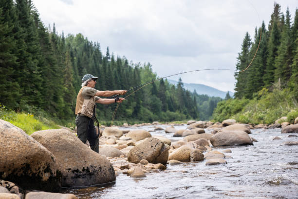 senior man pesca con mosca en el río en quebec - fly fishing fishing river fisherman fotografías e imágenes de stock