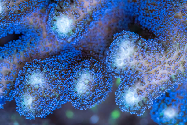 istock Purple Stylophora Coral 1365251562