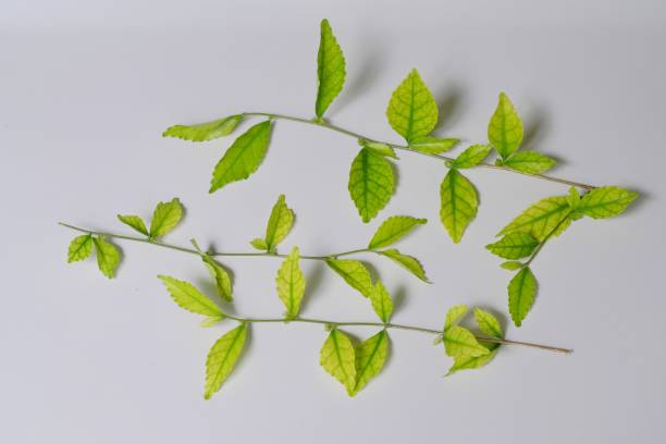 istock Green leaves isolated on white background 1365252541