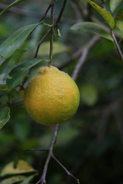 istock lemon plantation in Bahia 1365252645